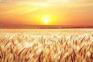 Mental Health in Rural Communities